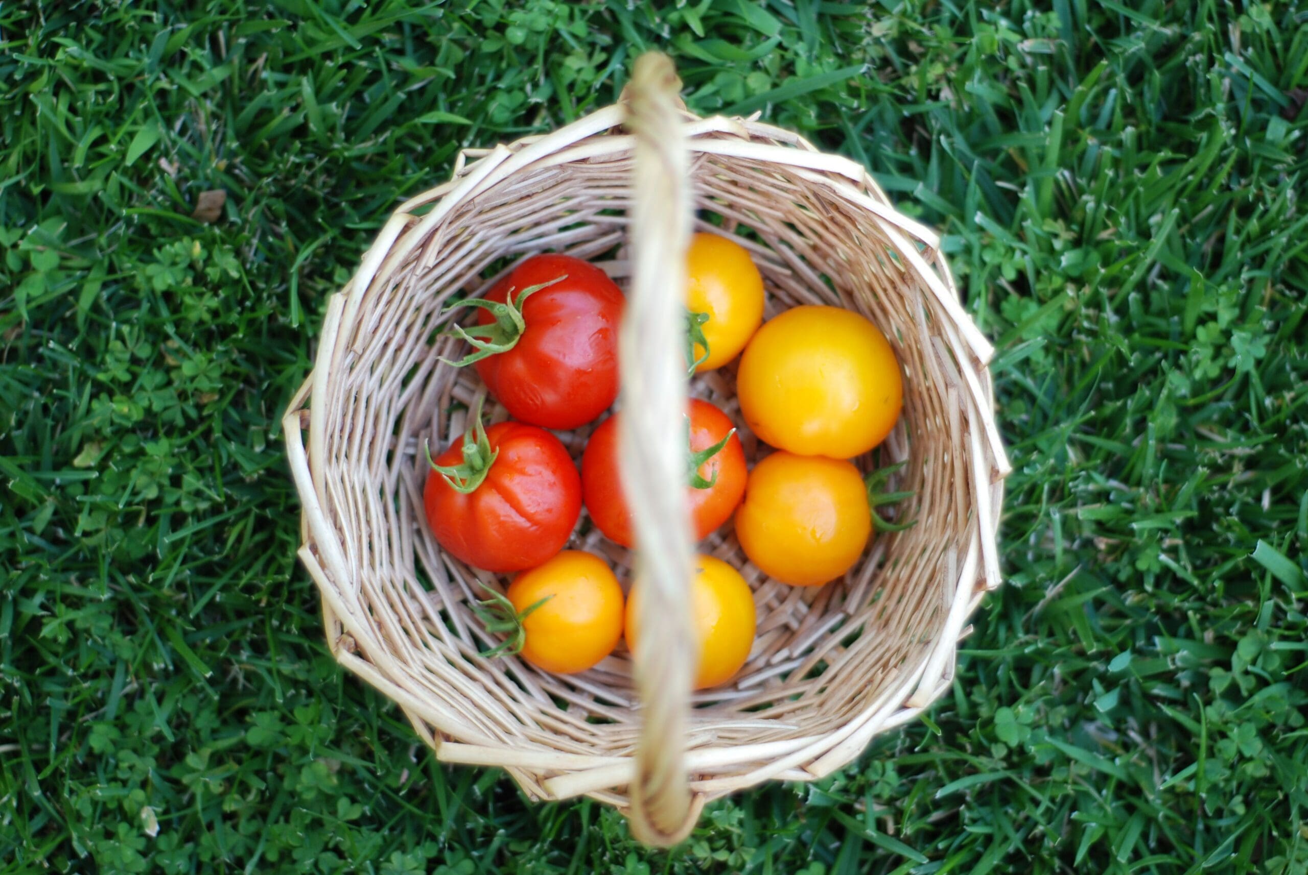 Skills for Growing Food – Free 10 week course!